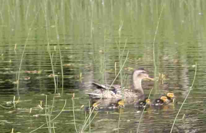 2019-06-21 ALCAN Mendenhall ducklings.jpg